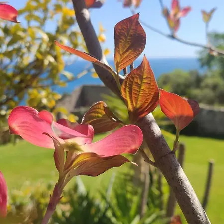 Apartament Il Giardino Sull'isola - - *