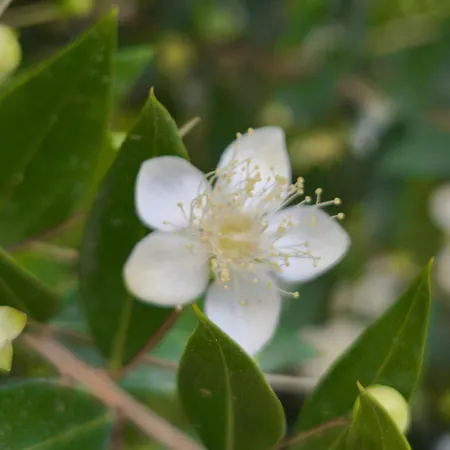 Il Giardino Sull'isola - - * Bergeggi