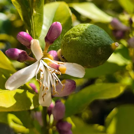 Il Giardino Sull'isola - -