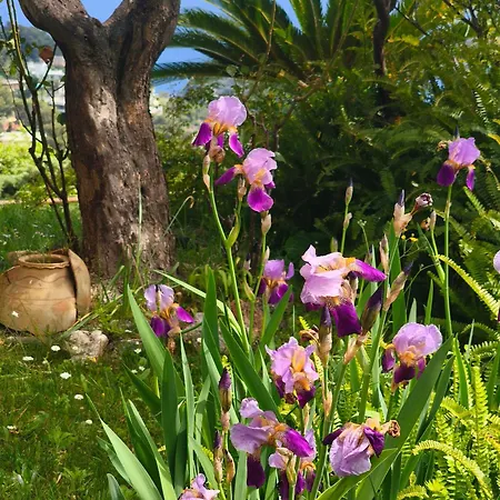 Il Giardino Sull'isola - -