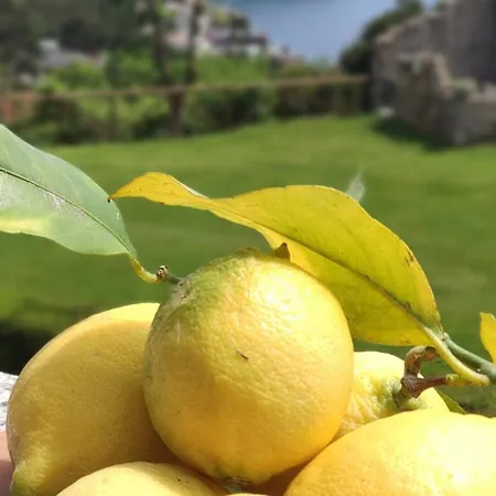 Il Giardino Sull'isola - - Bergeggi