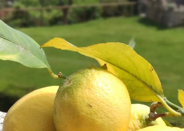 Il Giardino Sull'isola - - 베르게지